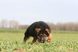 BERGER ALLEMAND 1179
